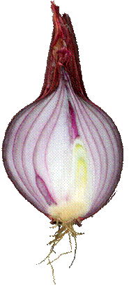 ONION 5